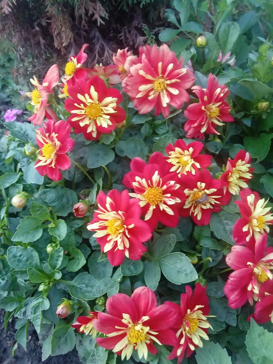 Карликовый георгин Cаndy Red Yellow (фото автора)