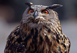 Так для окружающих выглядит гордый и самовлюбленный cockalorum.