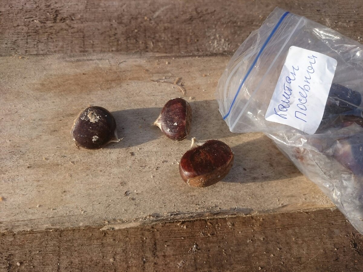 Будем пытаться вырастить съедобный каштан (посевной),а то сейчас у нас растет только каштан конский