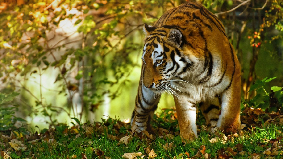 Фото: Alexas_Fotos (pixabay.com)