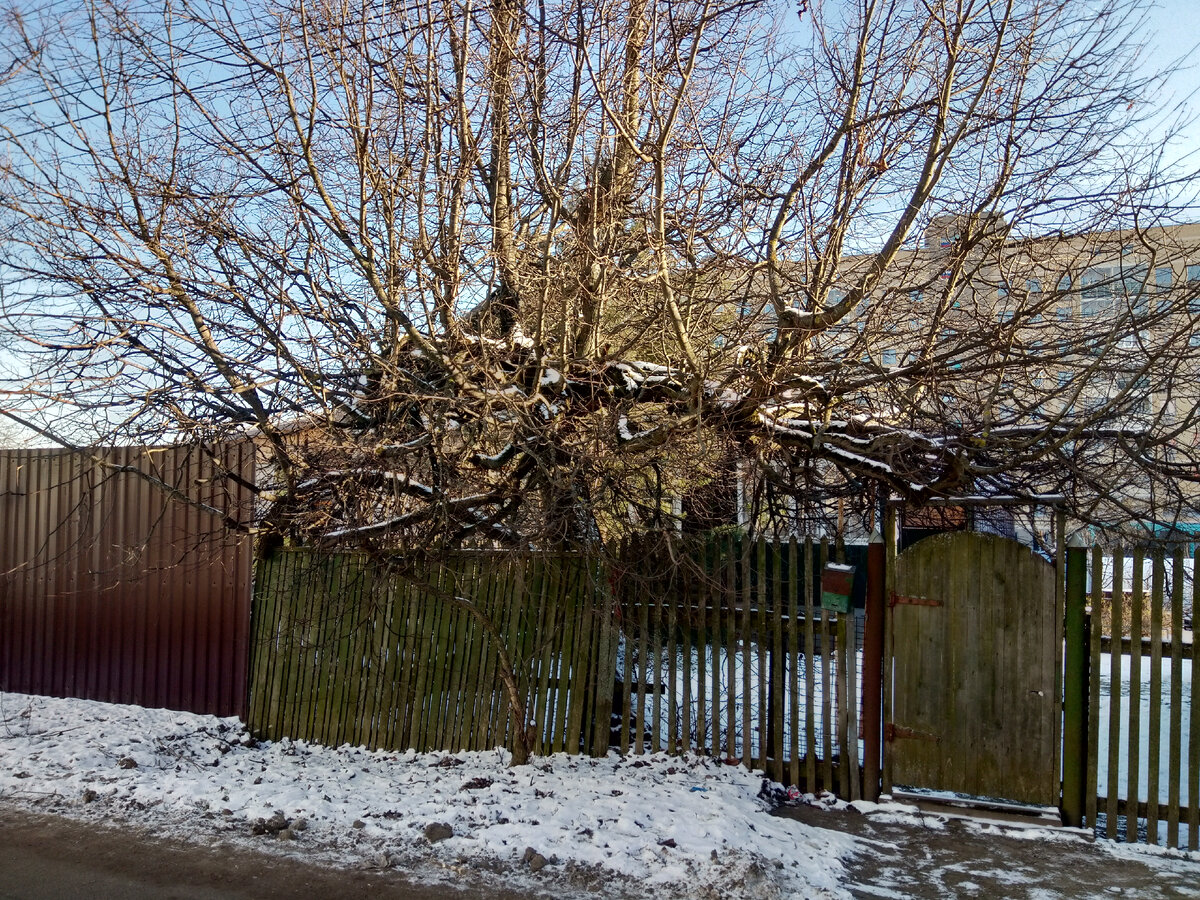 Фото автора. Зима в селе.