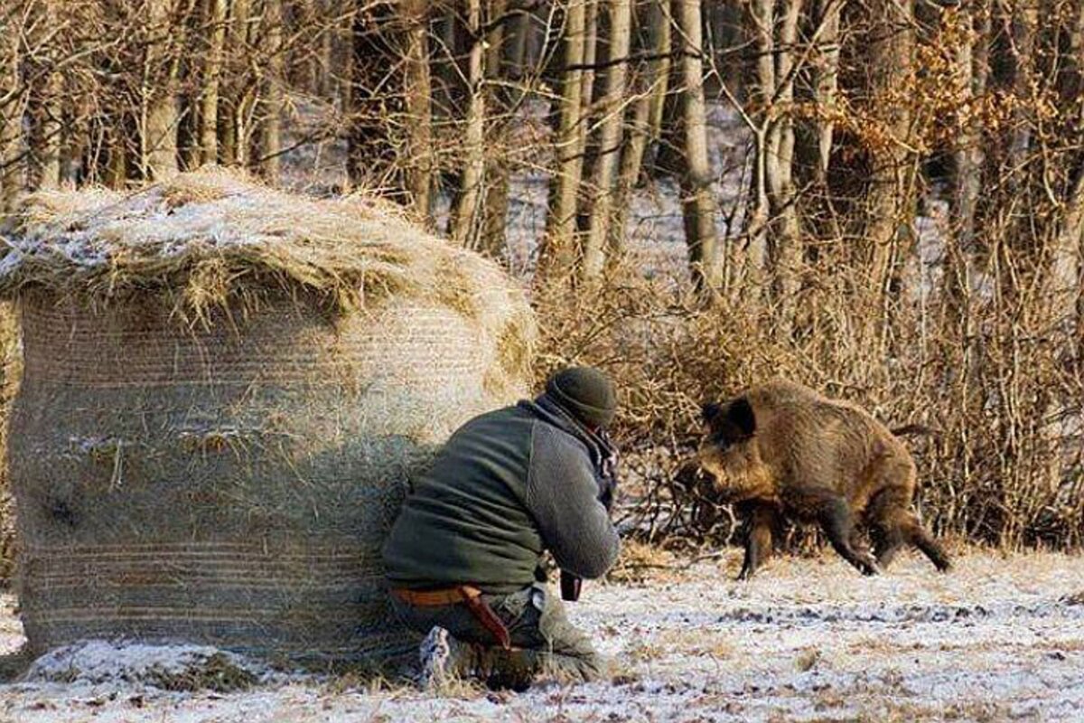 Картинки охота на кабана