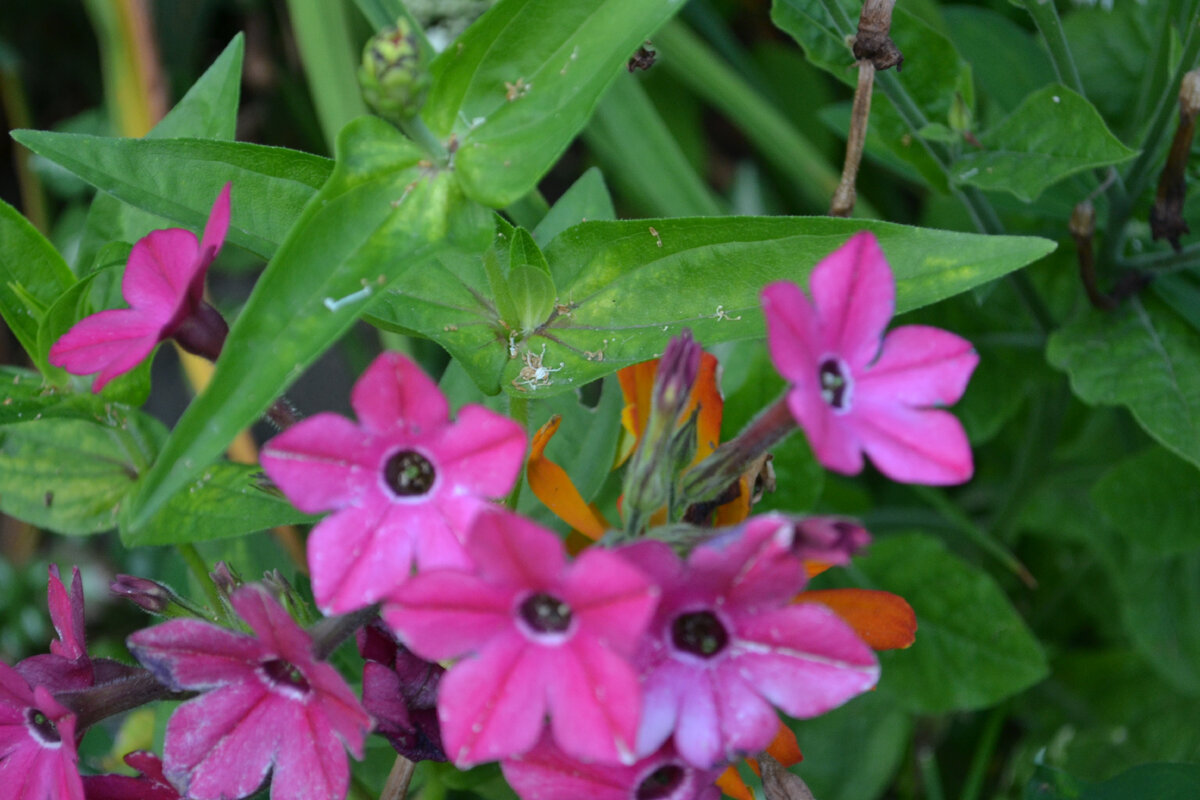 табак цветет