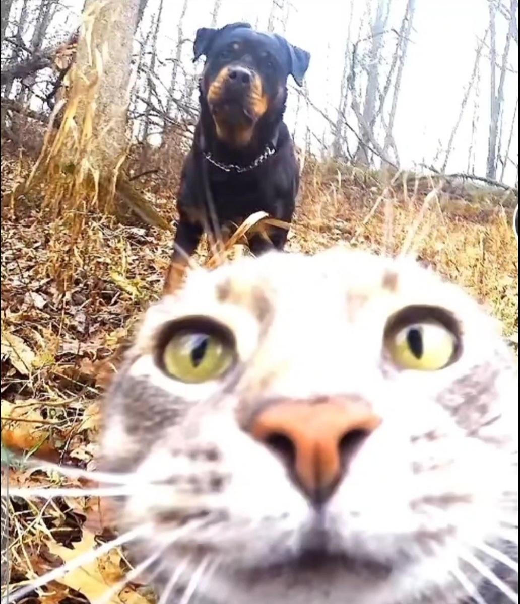 Ради котика дадите😚😚😚😚😚😚😚