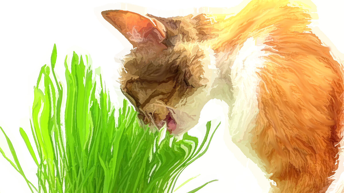Какая трава нужна котику и зачем она. Иллюстрация pixabay.com