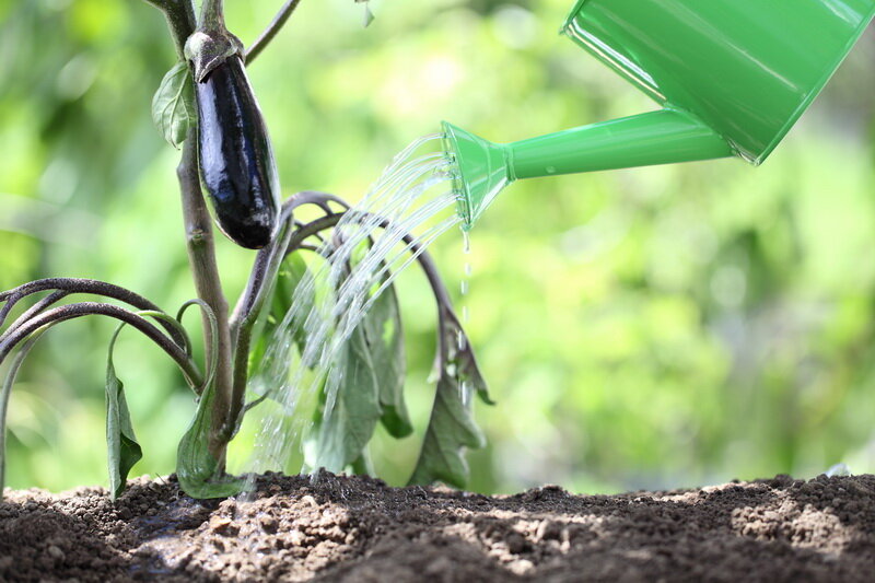 Причины увядания