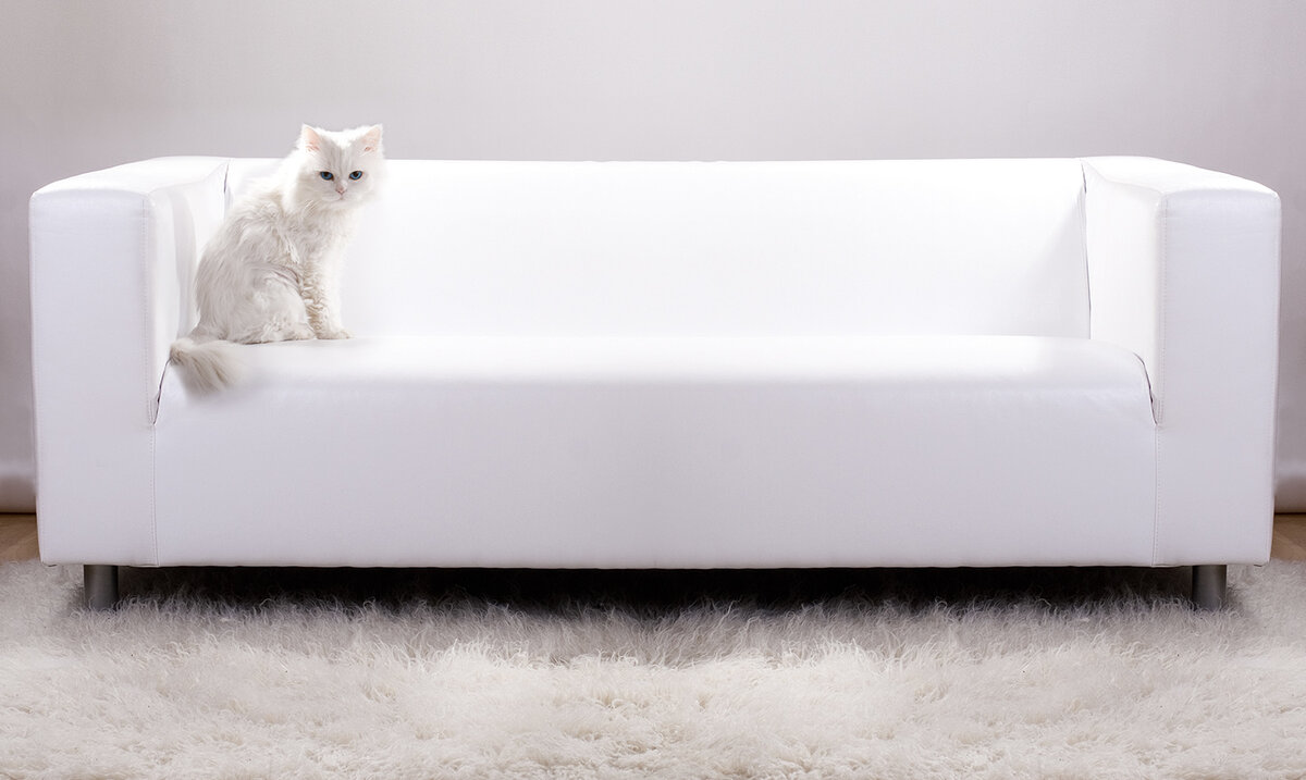 Белая кошка на диване