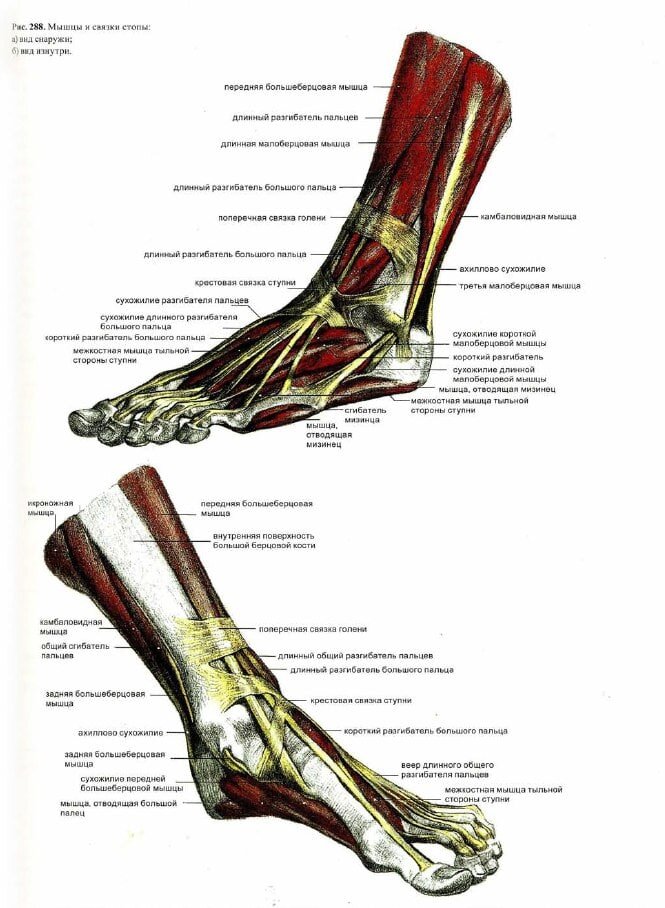 Мышцы голеностопа человека в картинках с названиями