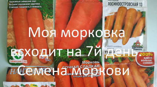 Моя морковка всходит на 7й день. // Семена моркови
