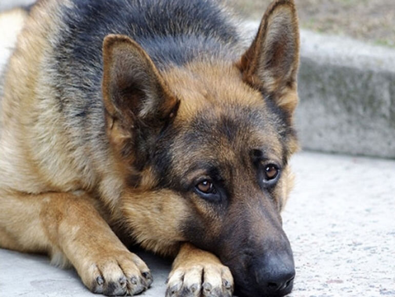 фото из общего доступа