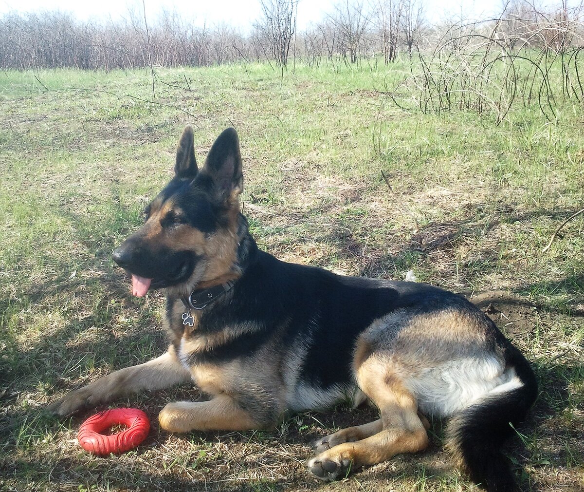 Кейси 3 года