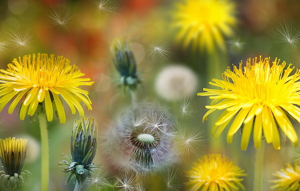 Источник фото: Яндекс фото.