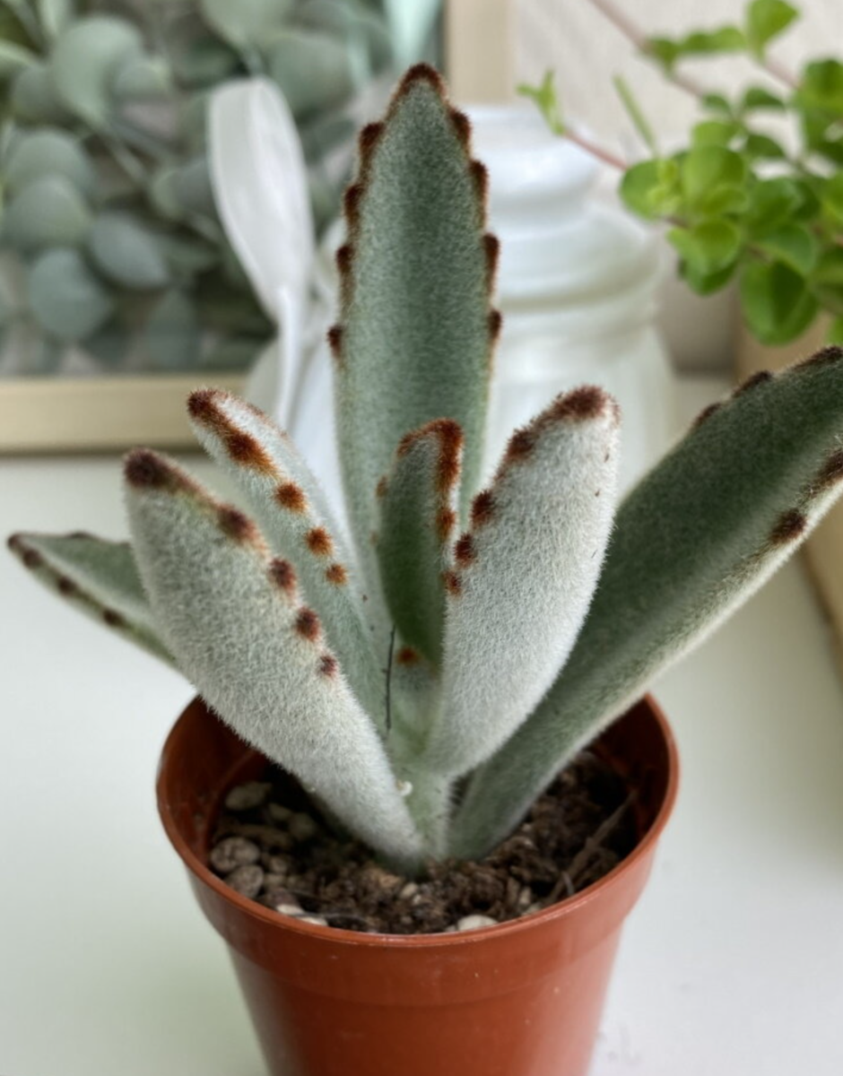 Уход за пушистым каланхоэ “Панда” [суккулент Kalanchoe Tomentosa Panda  Plant] | Агрошкола 