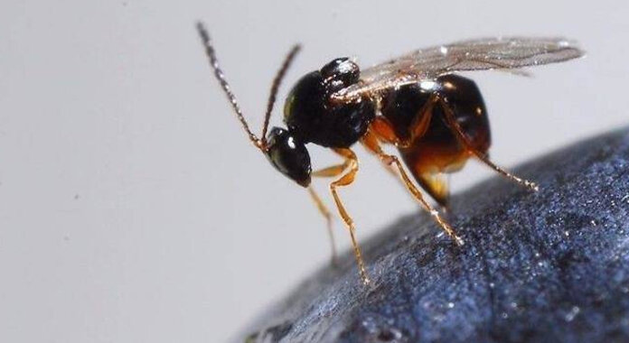 Ganaspis brasiliensis. Фото: blueberriesconsulting.com