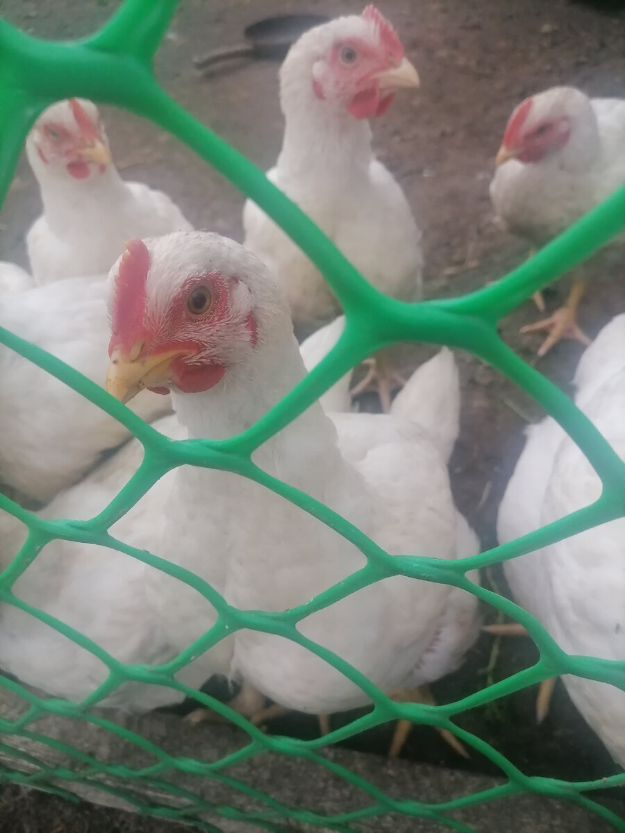 А эти уже подросли))