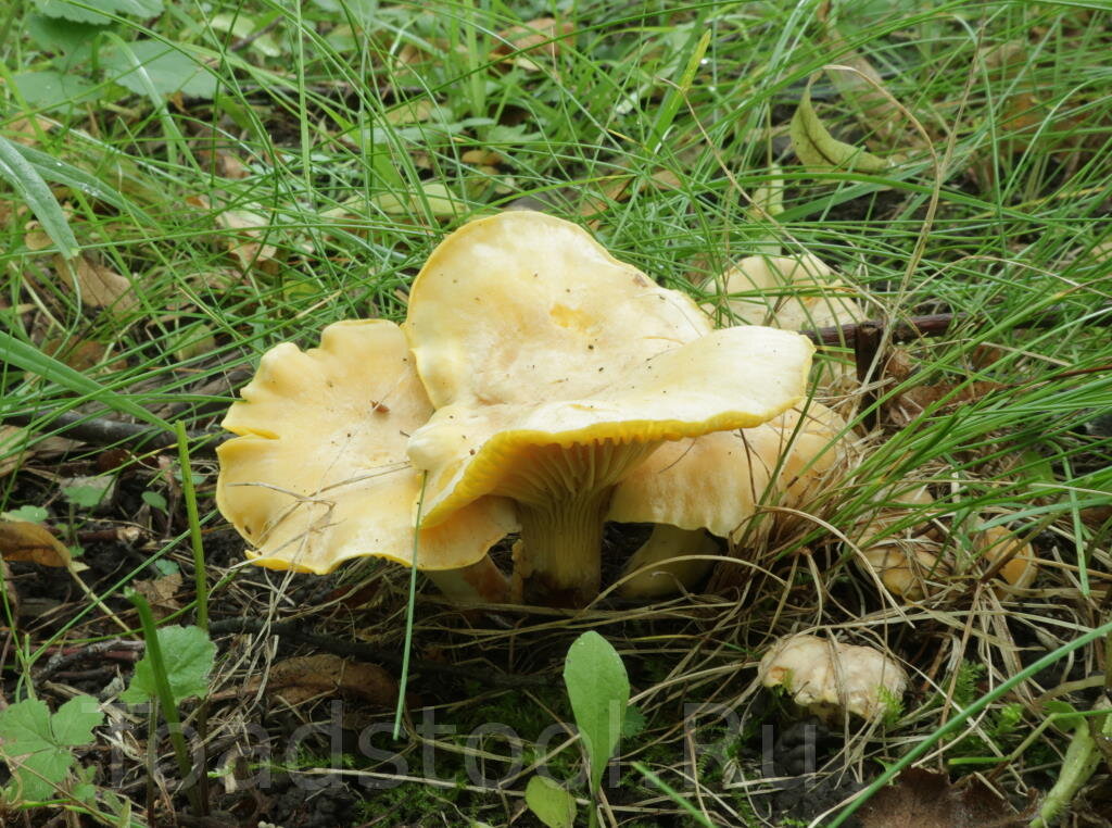 Лисички. Просто лисички (фото И.Лебединского)