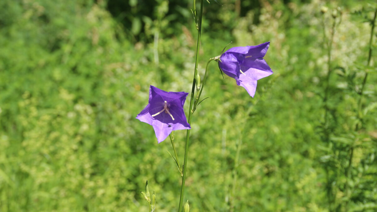 Колокольчик