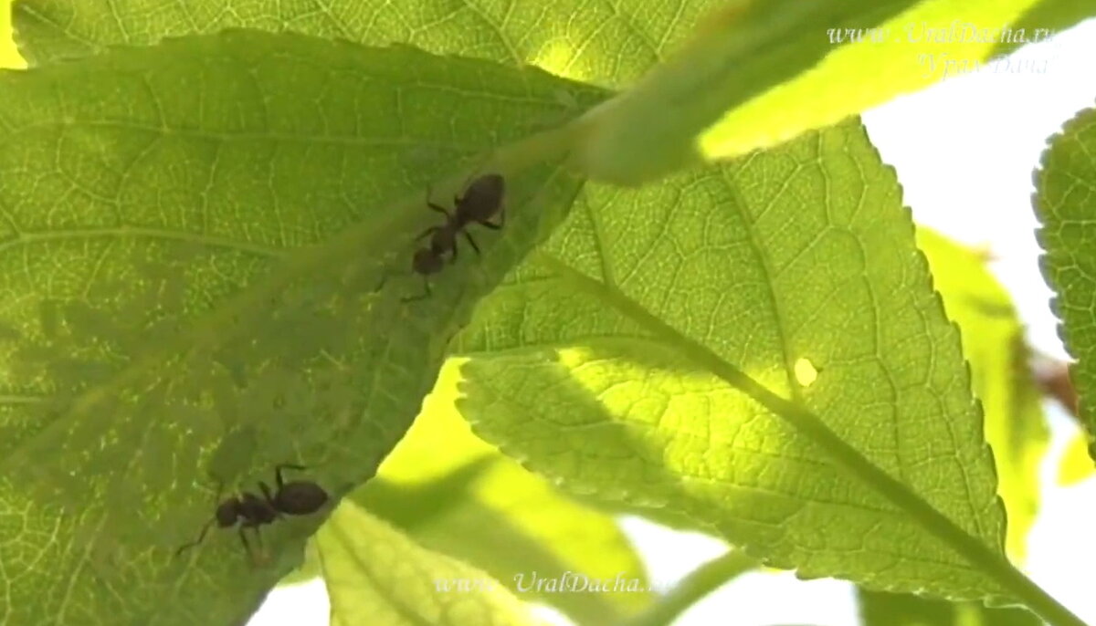 Одной ложки хватит, чтобы избавиться от садовых и домашних муравьев