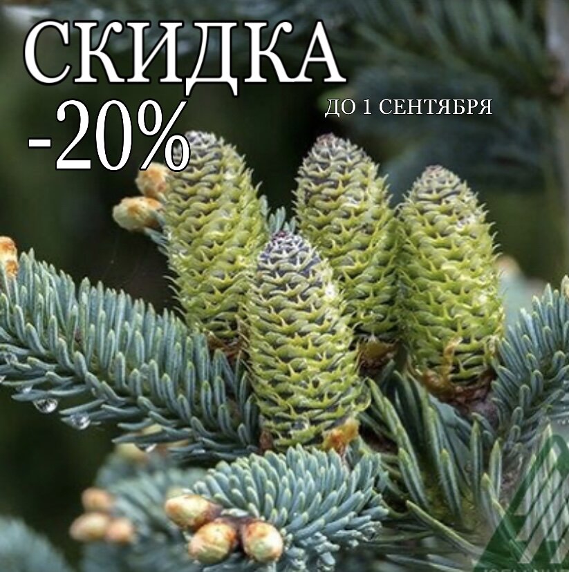 Пихта Нобилис с шишками