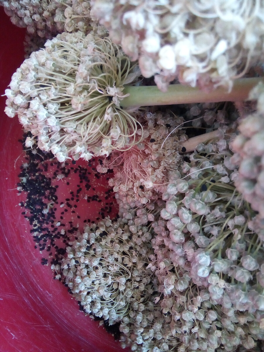 и высыпаются
