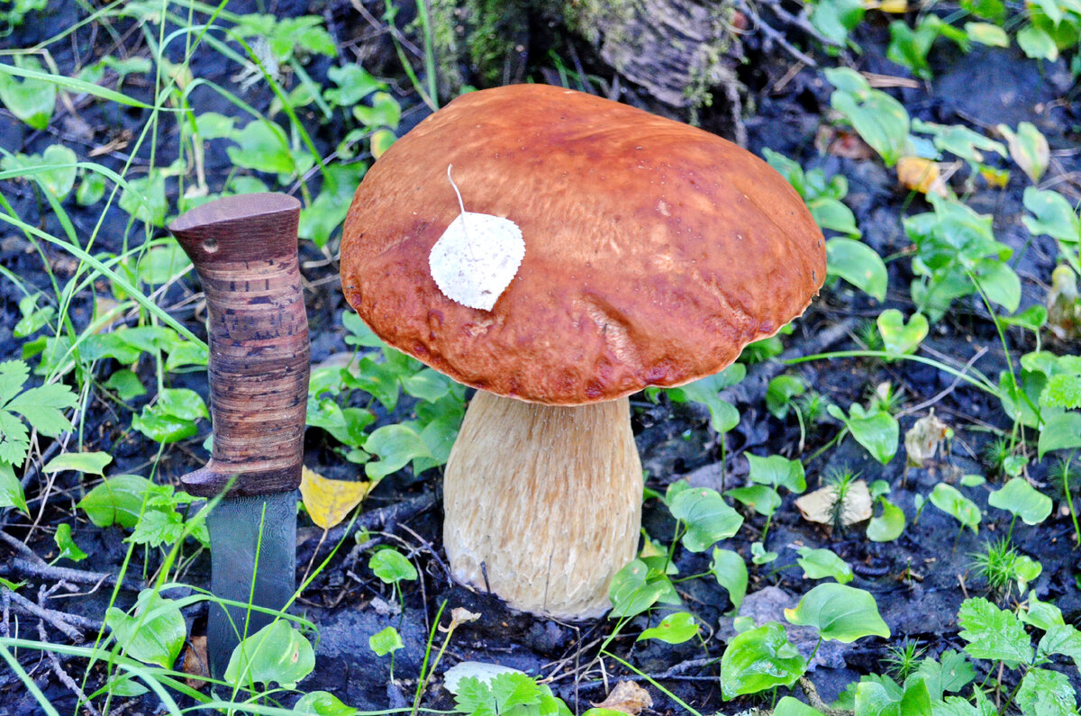Сколько сантиметров грибы. Водяной гриб. Грибы в воде. Какие грибы водятся в Иркутске Иркутской области. Какие грибы обитают на дне озера.