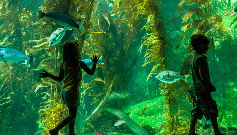 Аквариумистика отличное хобби