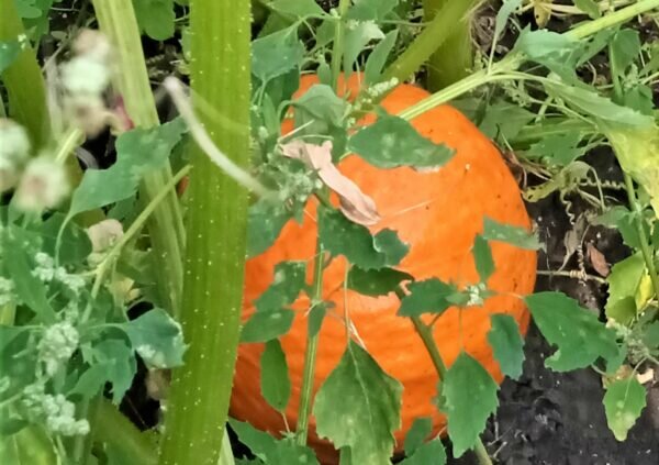    Фото: пресс-служба Курганского госуниверситета