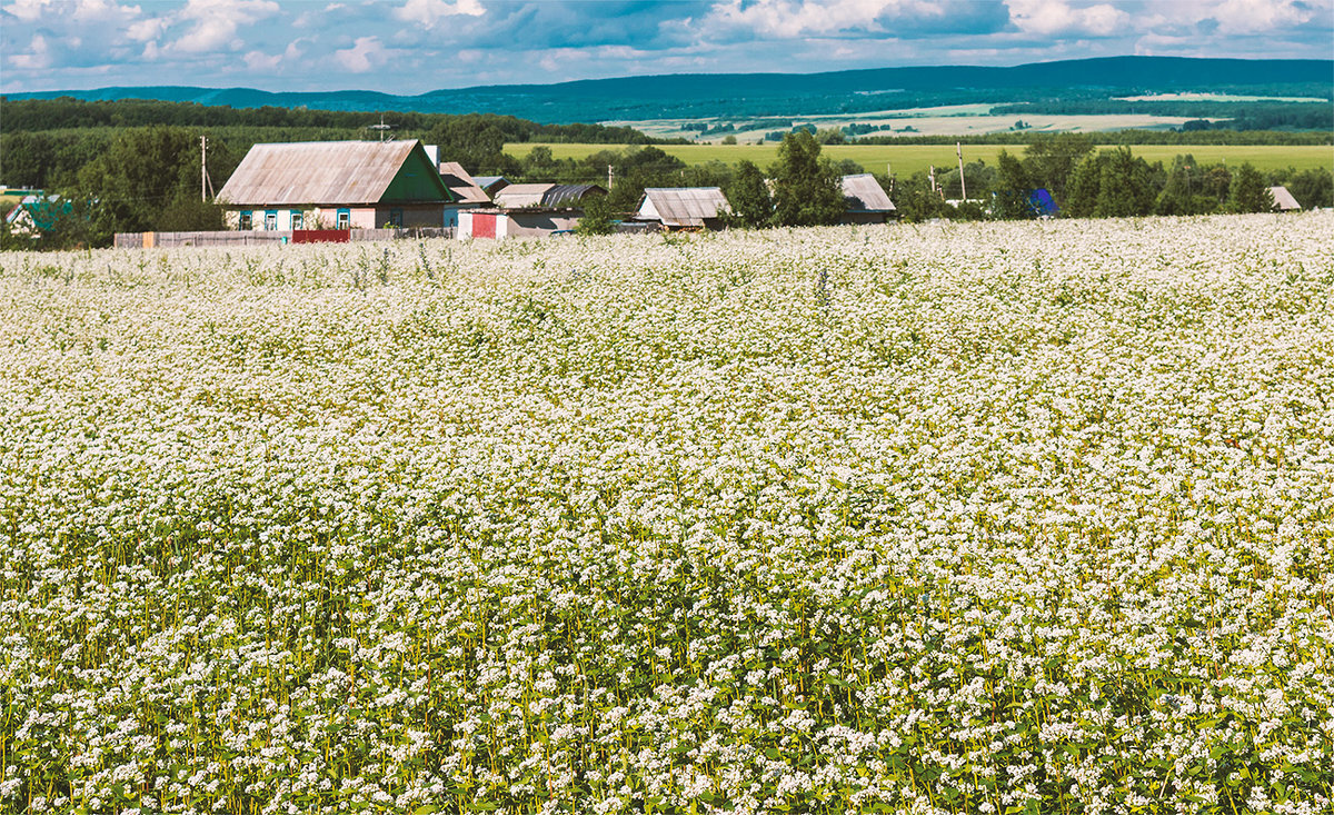 Белая гречка фото