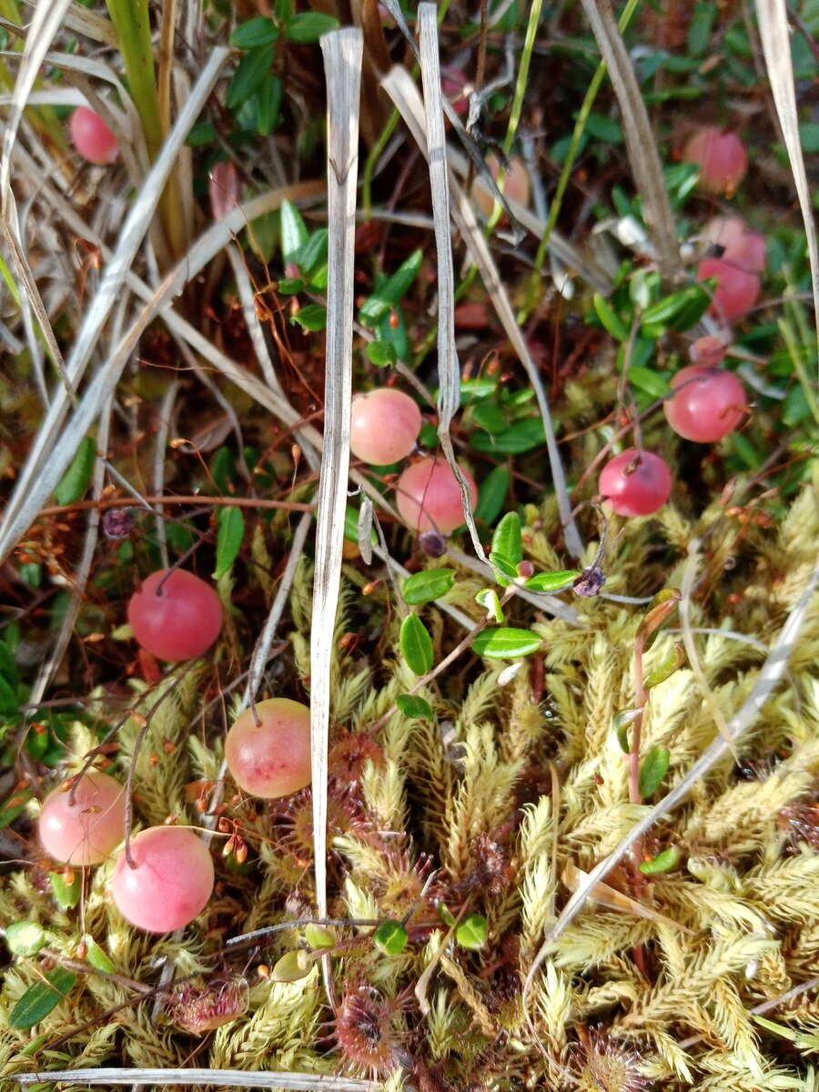 Вот, сфотала позже. Здесь, на солнышке клюквины уже порозовели.