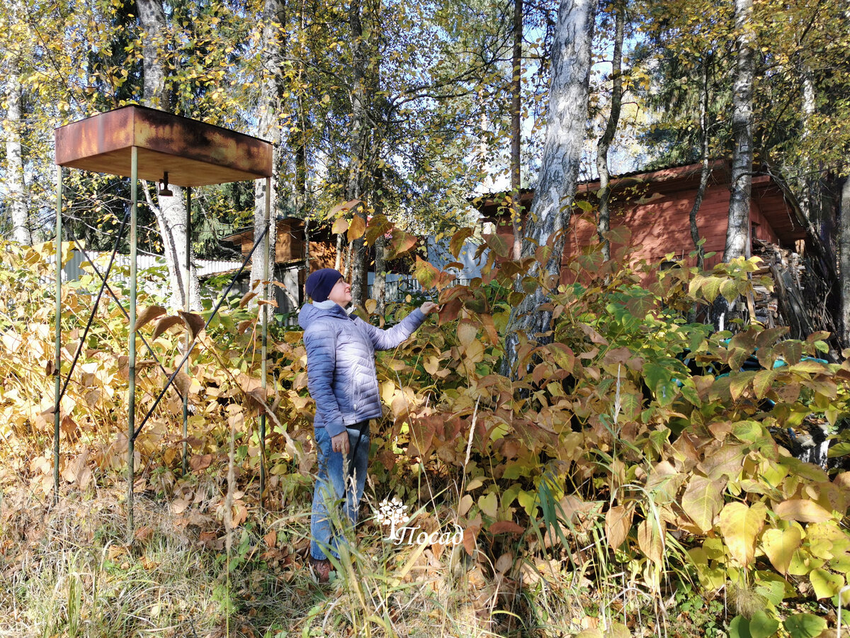 Так наш участок выглядел в начале. Около сотки земли заняла рейнутрия, и я решила с ней бороться.