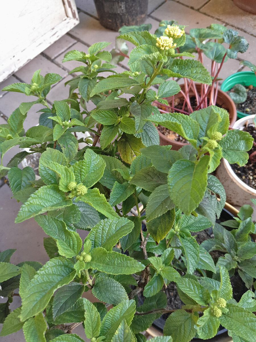 Лантаны цветут и бутонов еще полно