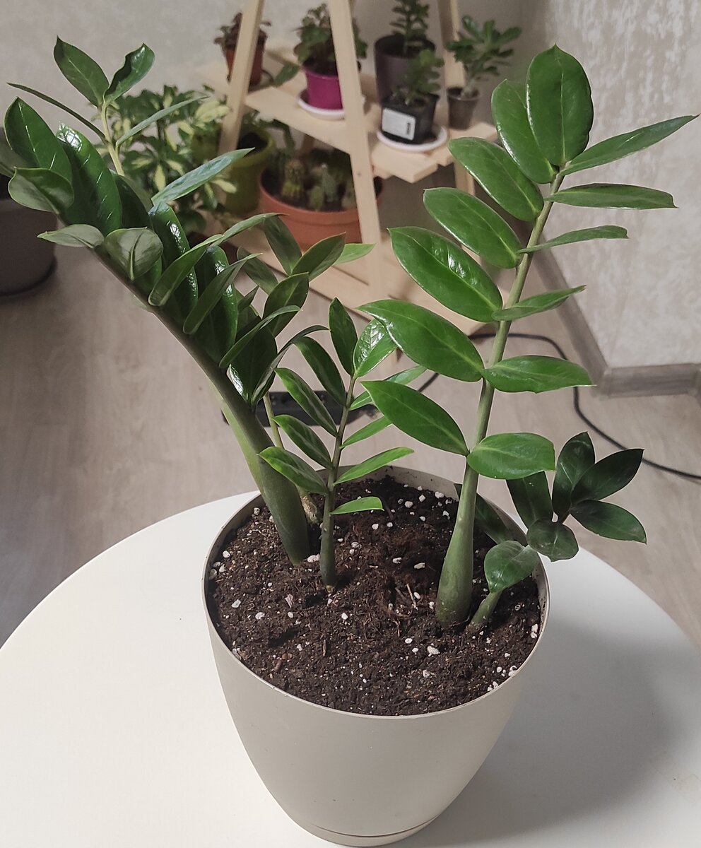 +4 листа за 7 месяцев