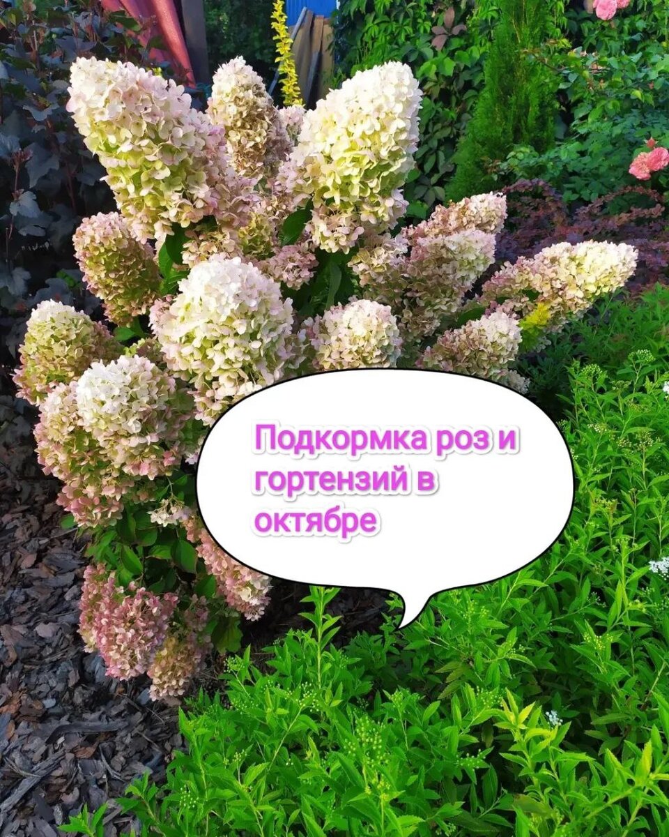 Гортензия Сильвер Доллар