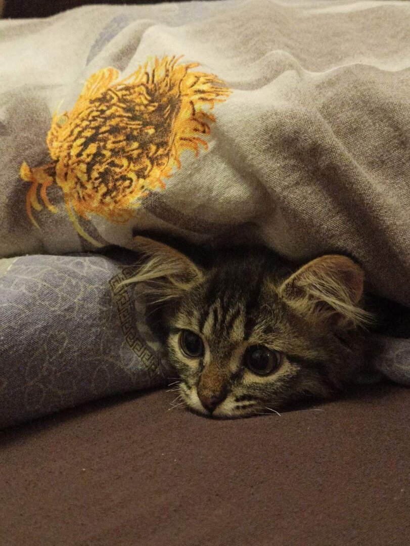 Где же мышки? Фото любезно предоставлено владельцами