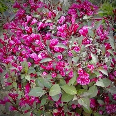 Вейгела Минор Блэк