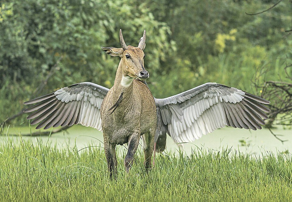     Джагдип Раджпут разглядел мифическое существо в простой индийской корове - «Пегас, крылатая лошадь».