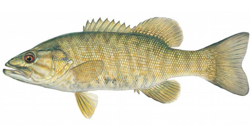 Micropterus dolomieui