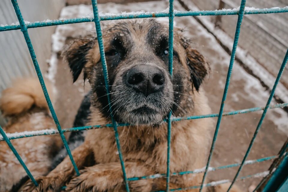 Они хотят любви.