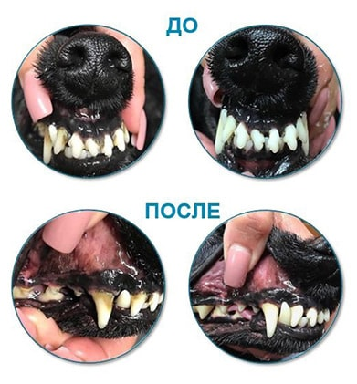 Что делать, если болят зубы у собаки