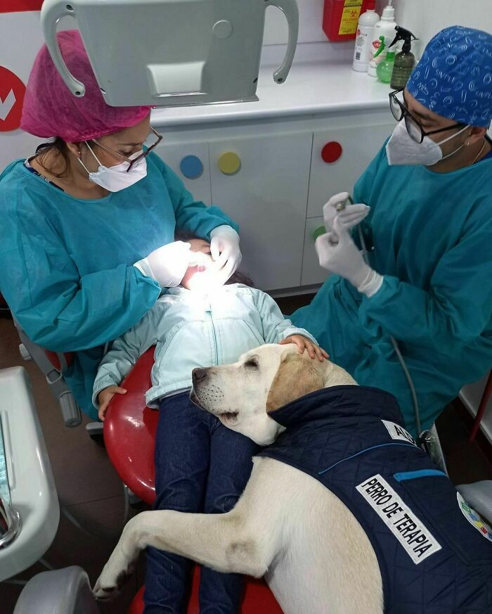 Фото: @doggo_taxi 