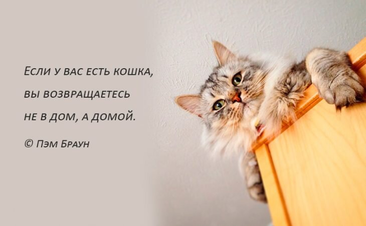 🐾 Цитаты и статусы про котиков: ни о чём и обо всём