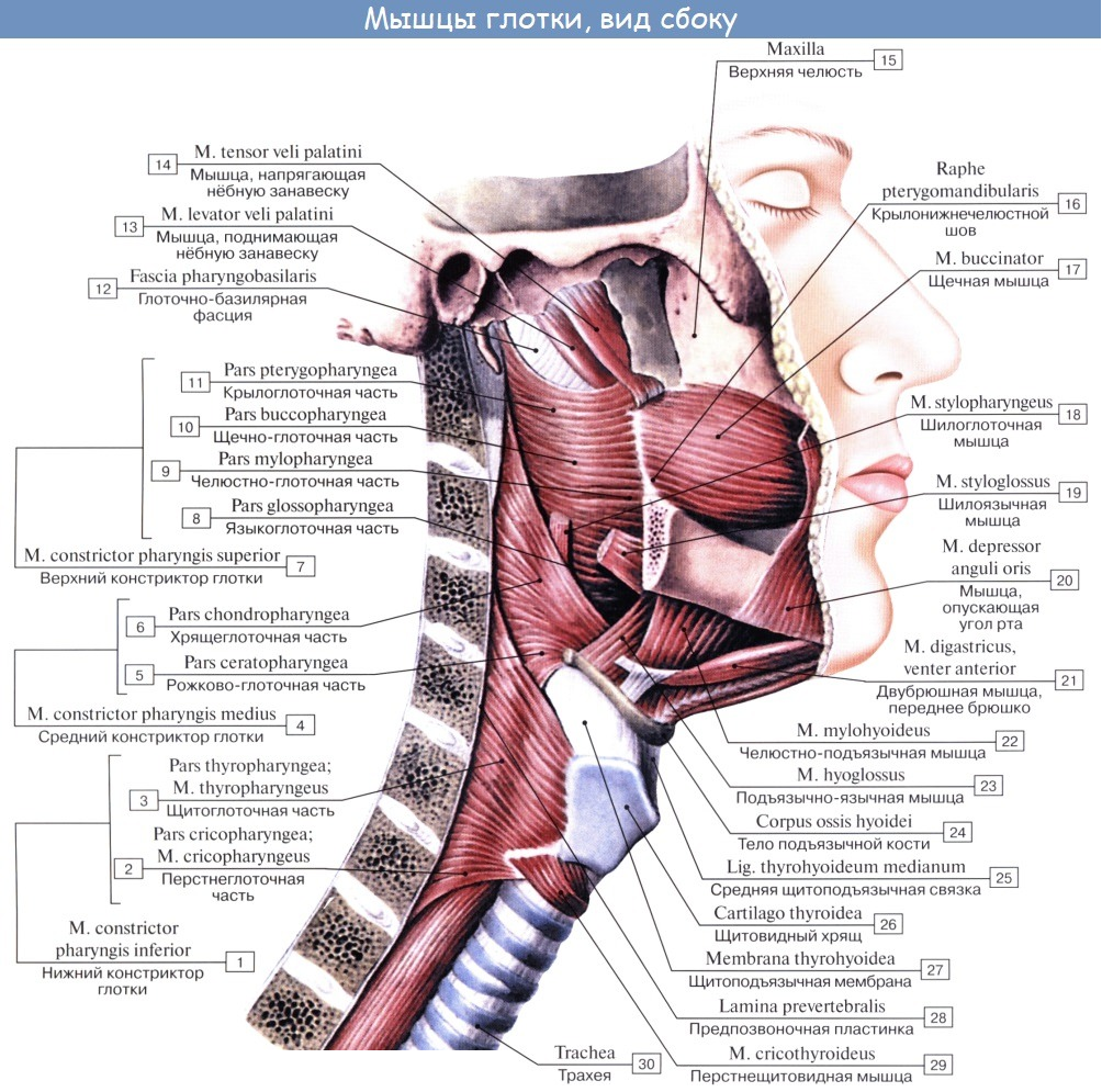 Мышцы глотки