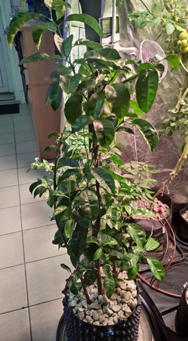 Мандарин в Гроушопе Баклажан 