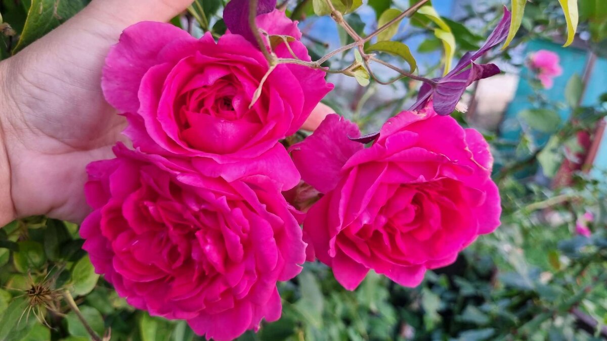 Роза Джиджи Парад: особенности и характеристика сорта, правила посадки, выращивания и ухода, отзывы - сайт компании Розовый рай