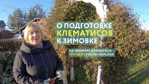 О подготовке клематисов к зимовке: подготвка укрытия, борьба с мышами ...