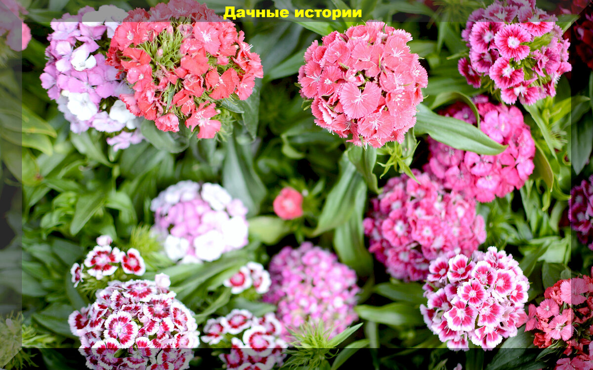 https://vk.com/photo-159774511_457256846. Турецкая гвоздика