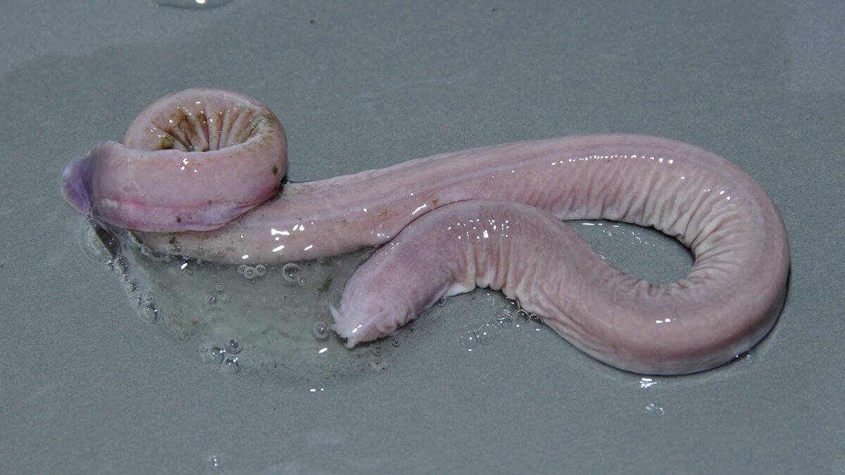 Мерзко не так ли?