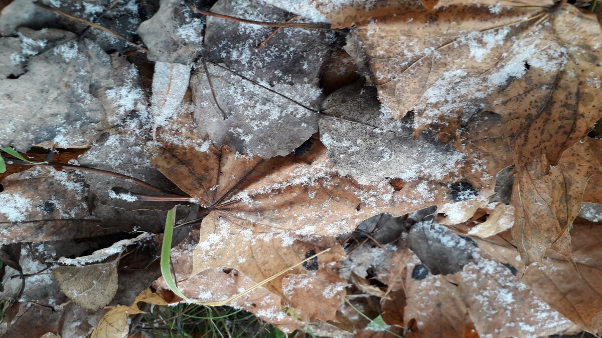 Серость ноябрьская