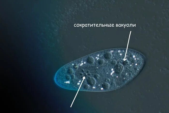 Инфузория-туфелька (род парамеции)