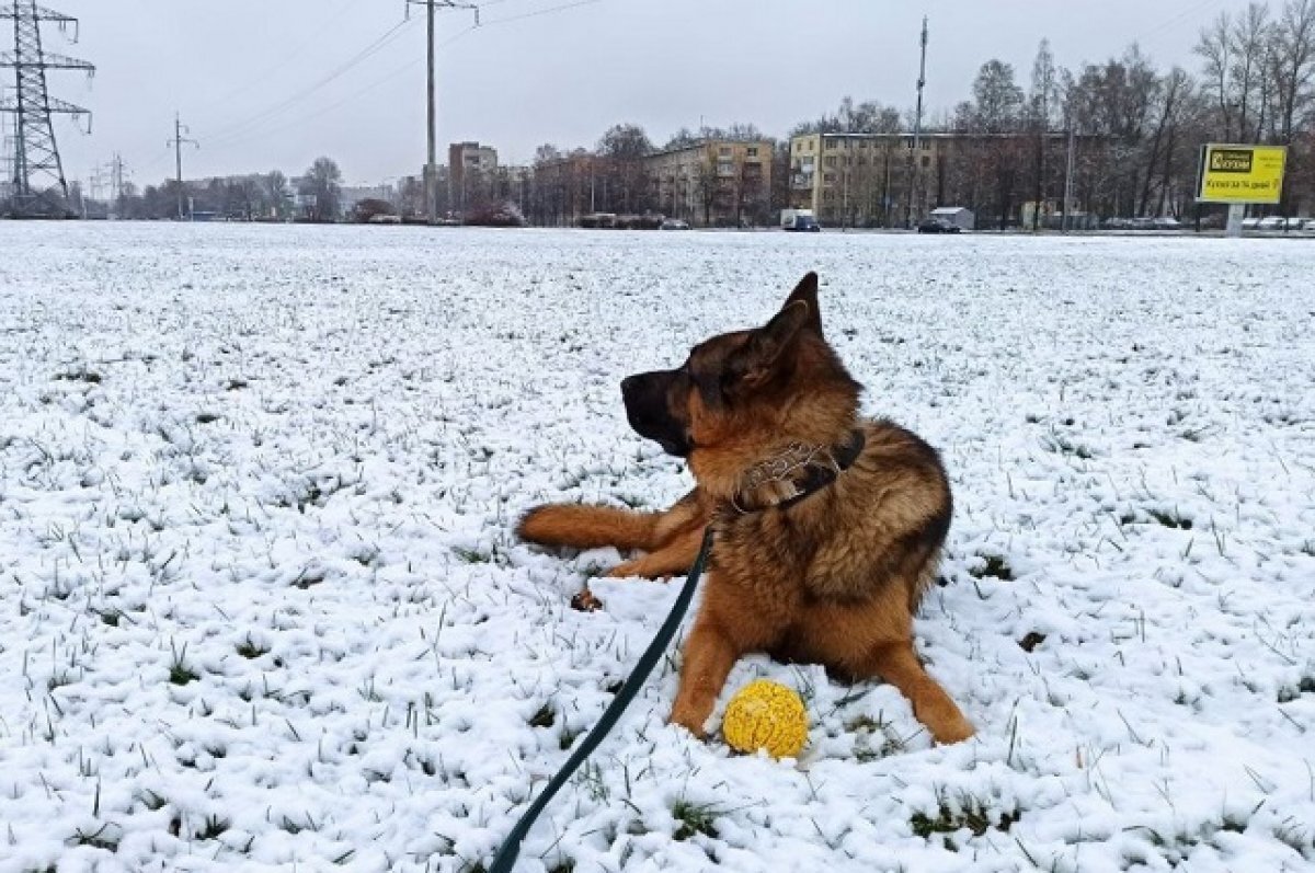    В Санкт-Петербурге сформировался снежный покров